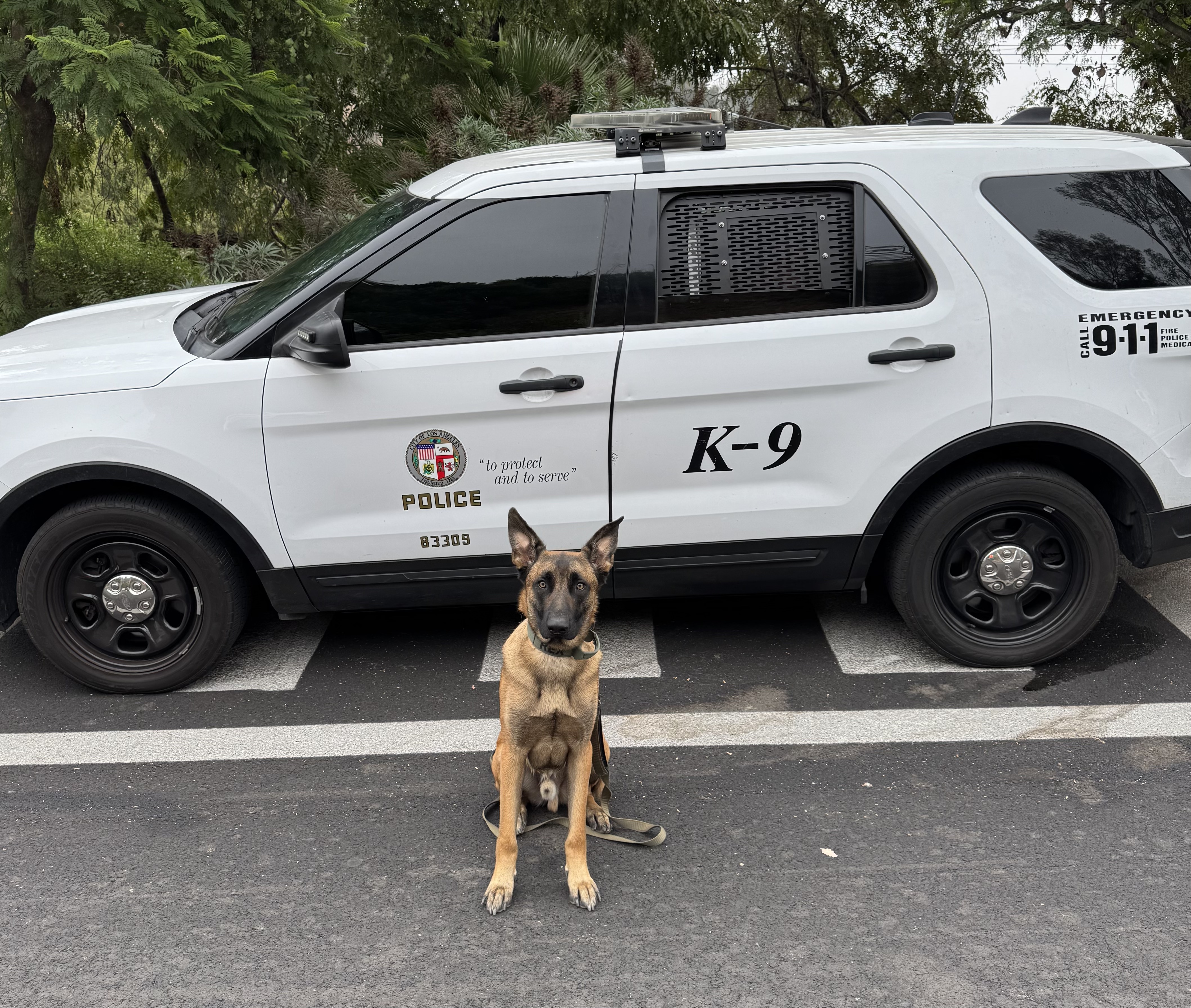 K9 Rex in front of a marked K-9 police vehicle during SAR training (context photo)